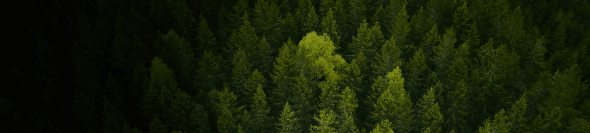 En tät skog med en ljusgrön trädtop som sticker ut bland de mörkare barrträden.