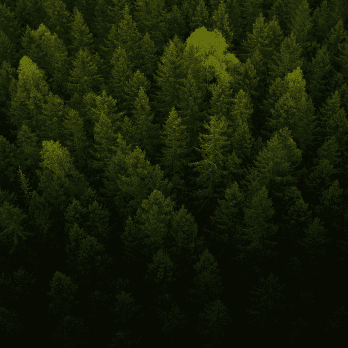 En tät skog av gröna träd med ett ljusare träd som sticker ut i mitten.